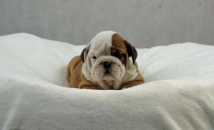 Gorgeous Akc English Bulldog Puppies in Dallas, Texas