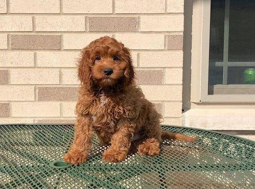 Gorgeous Cockapoo Puppies in Pearland, Texas