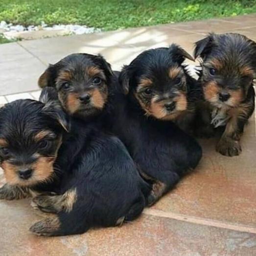 High quality teacup yorkie puppies available for sale in Albany, New York