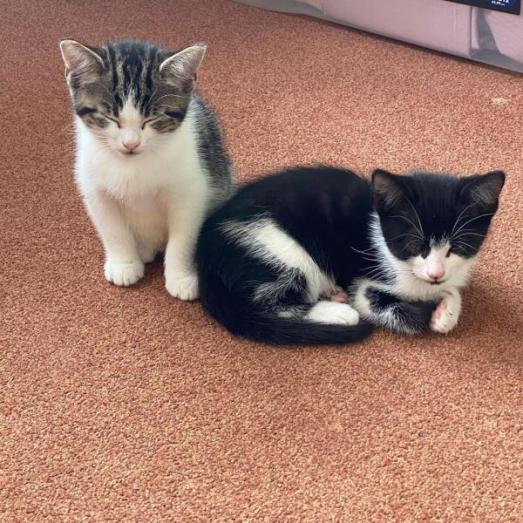 Kittens ready for their forever homes in Adams Center, New York