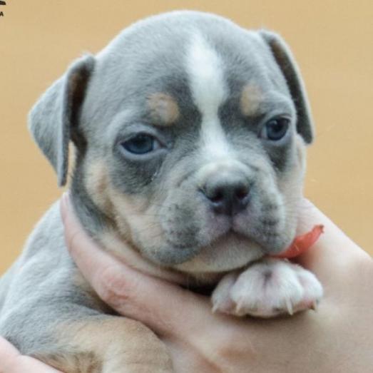 Lovely AKC pocket Bully Puppies in Culpeper, Virginia