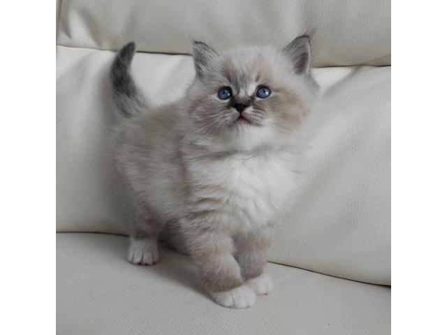 Ragdoll kitten for sale in Hillsboro Beach, Florida