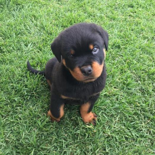 Rottweiler Puppies available for sale in Casa Grande, Arizona