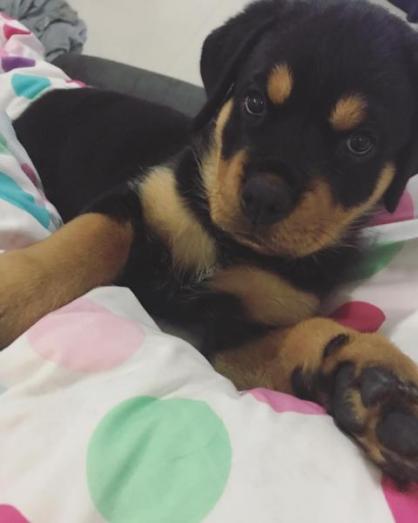 Rottweiler Puppies available for sale in Casa Grande, Arizona