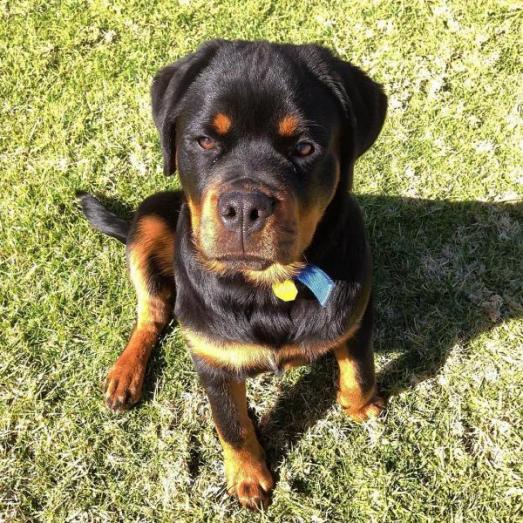 Rottweiler Puppies available for sale in Casa Grande, Arizona