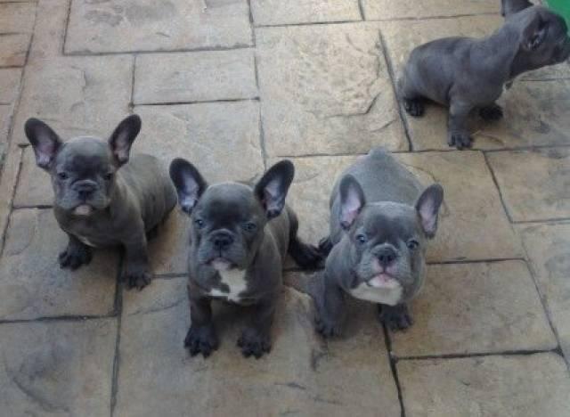 Stunning French bulldog puppies for sale in Philadelphia, Pennsylvania