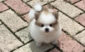 Cute teacup Pomeranian puppies for sale