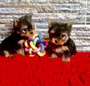 Teacup Yorkie For Sale