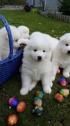 Adorable Samoyed Puppies in Delaware City