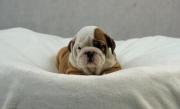 Gorgeous Akc English Bulldog Puppies