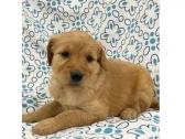 Pretty Goldendoodle Pup in Irvine