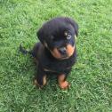 Rottweiler Puppies available for sale in Casa Grande