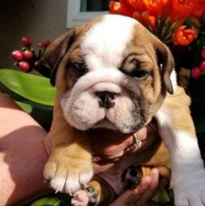 English Bulldog Puppies Hurry Reservation Alert #250 Purebred