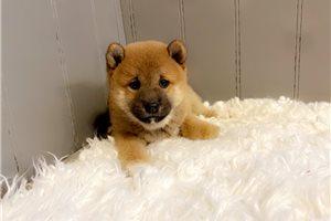 Shiba Inu Puppies For Sale in Fort Lauderdale, Florida