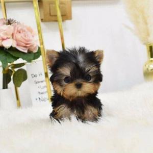 Miniature Yorkie Puppies For Sale