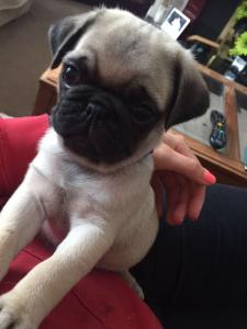 teacup pugs for sale