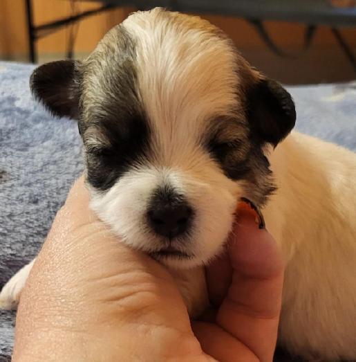 AKC Havanese puppies in Saint Marys, Pennsylvania