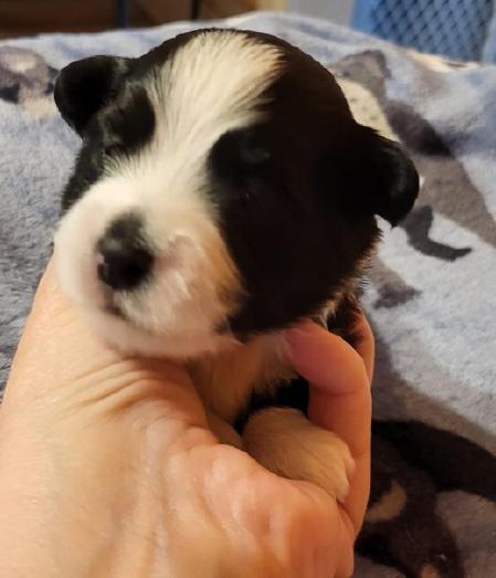 AKC Havanese puppies in Saint Marys, Pennsylvania