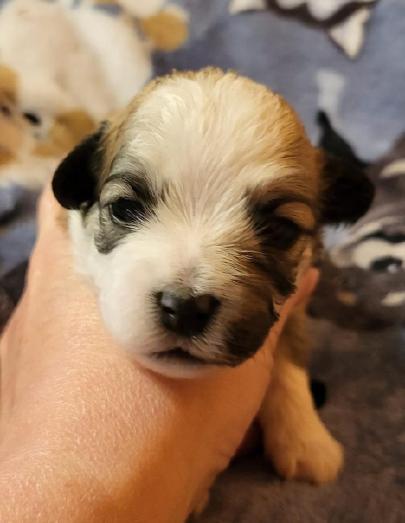 AKC Havanese puppies in Saint Marys, Pennsylvania