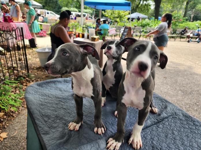 Blue nose pitbull puppies in Philadelphia, New York