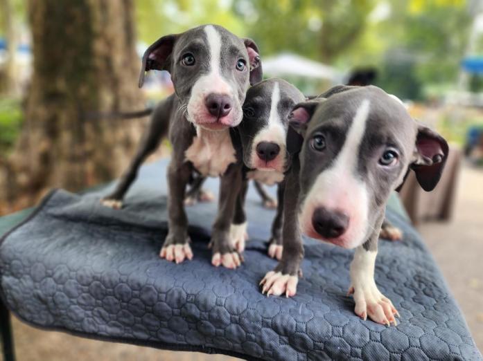 Blue nose pitbull puppies in Philadelphia, New York