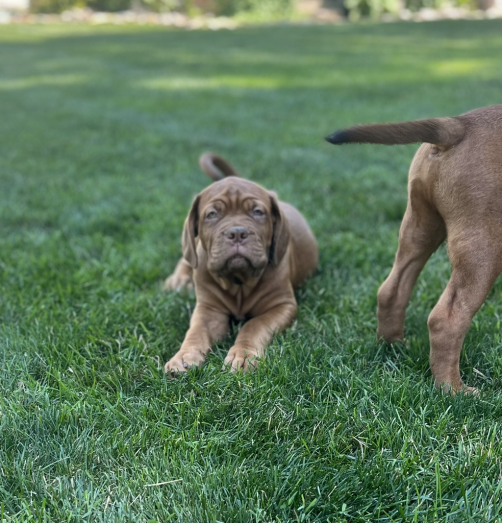 Dogue de Bordeaux Puppies French Mastiff in Reading, Pennsylvania