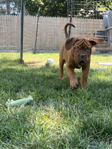 Dogue de Bordeaux Puppies French Mastiff in Reading, Pennsylvania