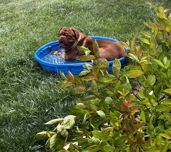 Dogue de Bordeaux Puppies French Mastiff in Reading, Pennsylvania