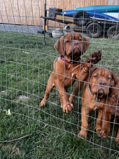 Dogue de Bordeaux Puppies French Mastiff in Reading, Pennsylvania