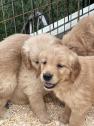 Golden Retriever Puppies in Elmira