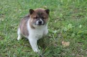 Shiba Inu Puppies For Sale in New York