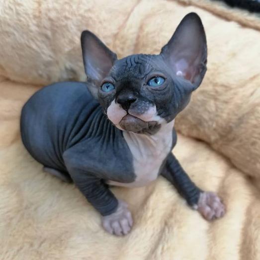 Sphynx Kittens For Sale in Bardwell, Texas