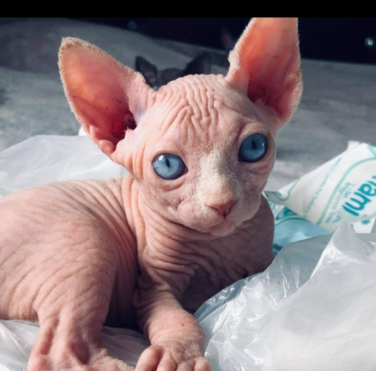 Sphynx Kittens For Sale in Bardwell, Texas