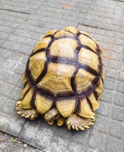 Sulcata tortoise