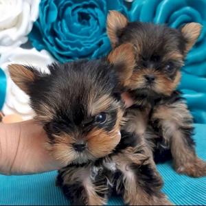 AKC Yorkshire Terrier (Yorkie) Puppies