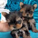 AKC Yorkshire Terrier (Yorkie) puppies in New York