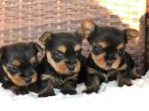 Male and female Teacup Yorkie Available