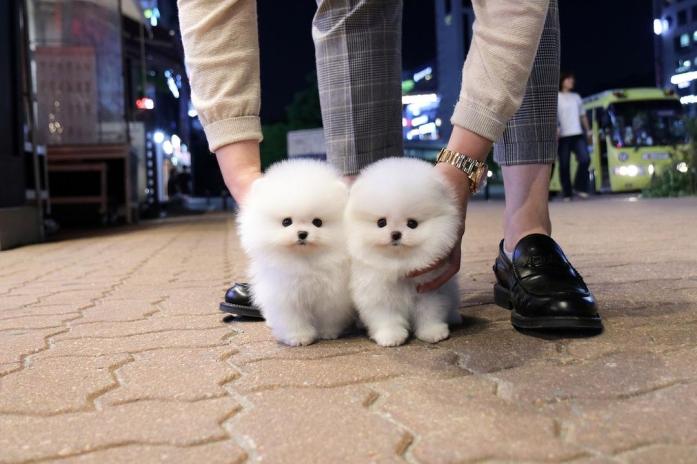 Stunning litter of teacup Pomeranian puppies for sale in Houston, Texas