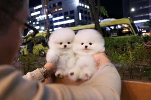 Stunning litter of teacup Pomeranian puppies for sale