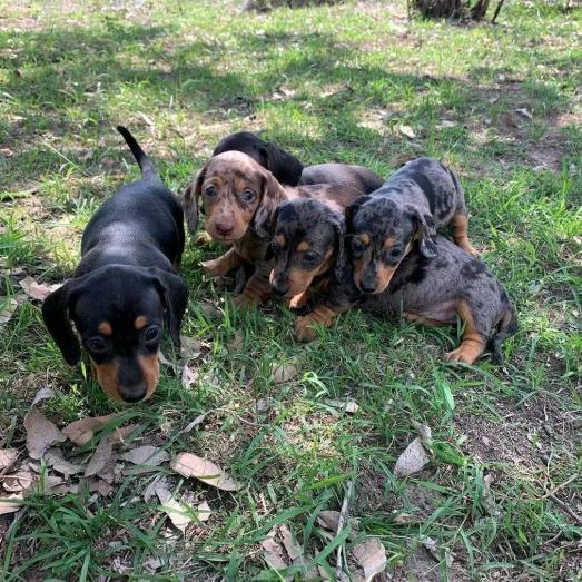 Dachshund Puppies in Lancaster, California