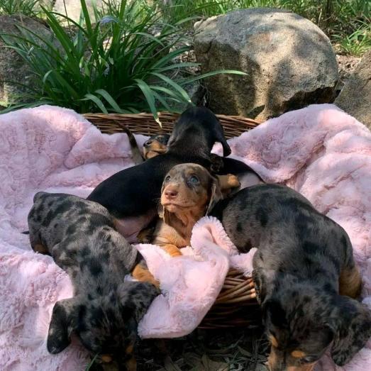 Dachshund Puppies in Lancaster, California