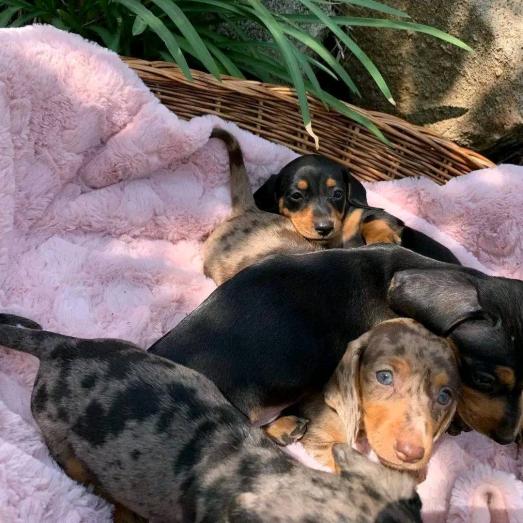 Dachshund Puppies in Lancaster, California