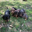 Dachshund Puppies