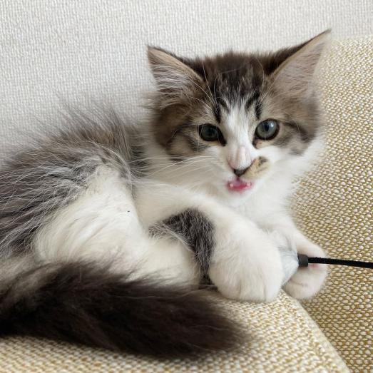 Siberian kittens for sale in Alondra Park, California