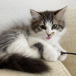 Siberian kittens for sale