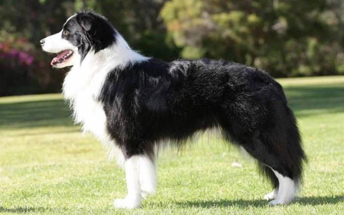 Border Collie