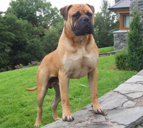 Bullmastiff