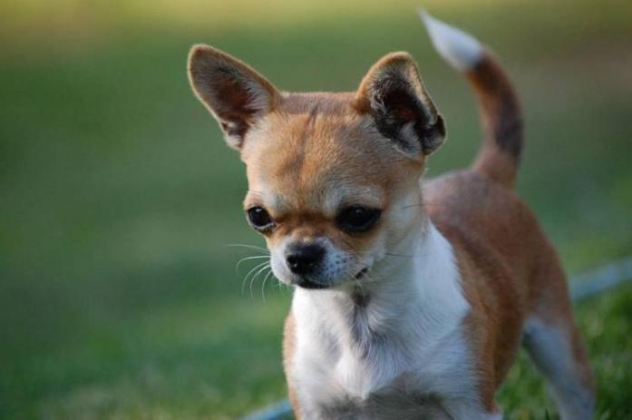 Chihuahua