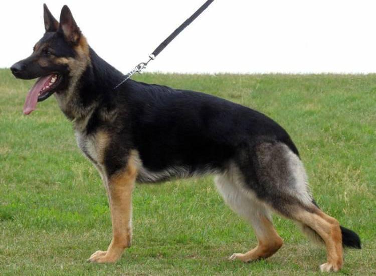 German Shepherd