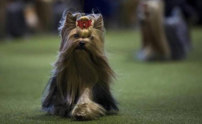 Yorkshire Terrier